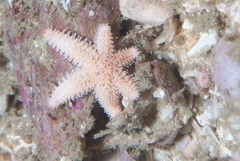 Allostichaster capensis