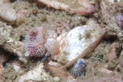 Anapagurus hendersoni