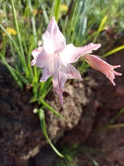 Gladiolus virgatus