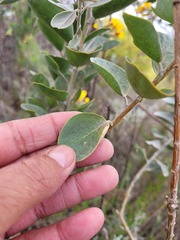 Stirtonanthus taylorianus