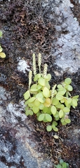 Peperomia tetraphylla