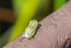 Hyperolius benguellensis