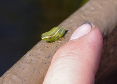 Hyperolius benguellensis