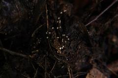 Crocicreas