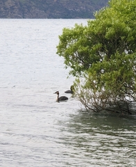 Podiceps cristatus australis