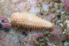 Allostichaster capensis