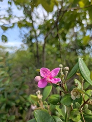 Rhodomyrtus tomentosa