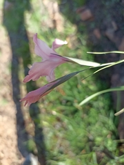 Gladiolus virgatus