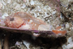 Coccotropsis gymnoderma