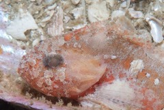 Coccotropsis gymnoderma