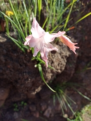 Gladiolus virgatus