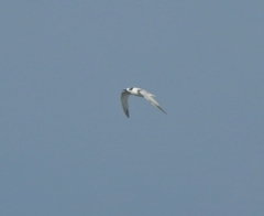 Thalasseus sandvicensis