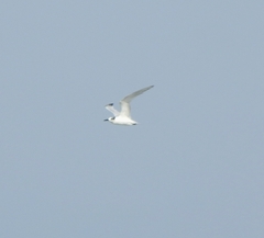 Thalasseus sandvicensis