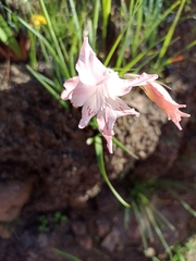 Gladiolus virgatus