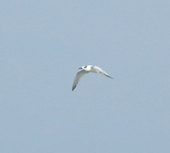 Thalasseus sandvicensis