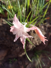 Gladiolus virgatus