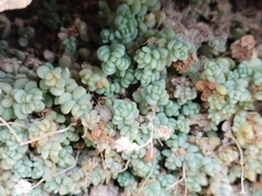 Sedum dasyphyllum