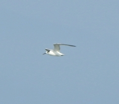 Thalasseus sandvicensis