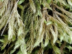 Homalothecium aureum