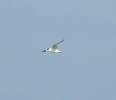 Thalasseus sandvicensis