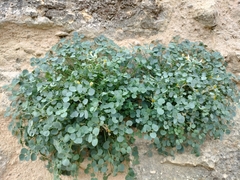 Sarcocapnos enneaphylla