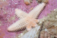 Allostichaster capensis