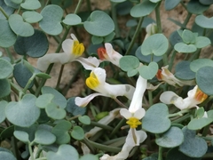 Sarcocapnos enneaphylla