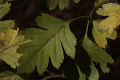 Crataegus monogyna