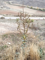 Verbascum pulverulentum