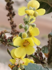 Verbascum pulverulentum