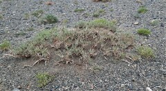 Reaumuria songarica