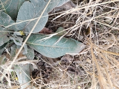 Verbascum pulverulentum