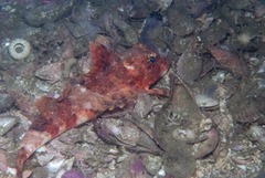 Chelidonichthys capensis