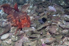 Chelidonichthys capensis