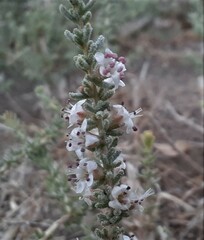 Reaumuria songarica