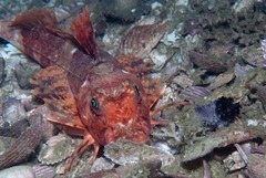 Chelidonichthys capensis