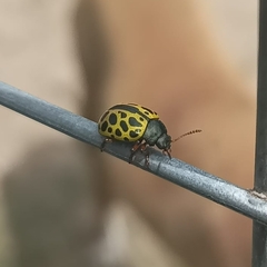 Calligrapha polyspila