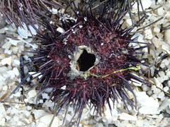 Heliocidaris erythrogramma