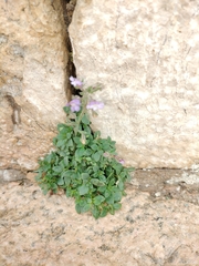 Chaenorhinum