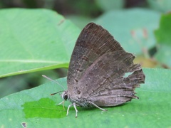 Arhopala atrax