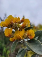 Stirtonanthus taylorianus