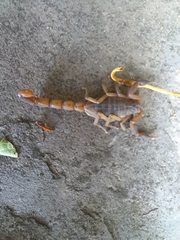 Pseudolychas ochraceus
