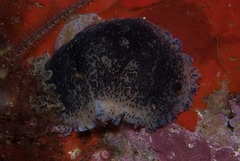 Dendrodoris caesia