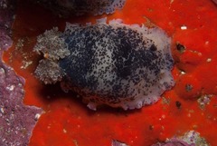 Dendrodoris caesia