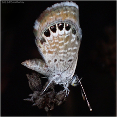 Brephidium exilis