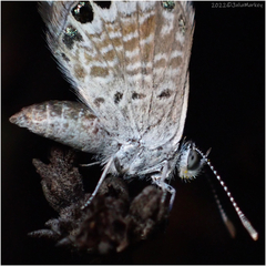 Brephidium exilis