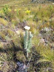 Syncarpha milleflora