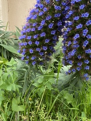 Adversaeschna brevistyla