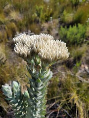 Syncarpha milleflora