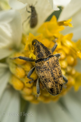 Pseudocentrinus ochraceus